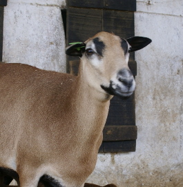 icon-3